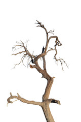 branch of tree silhouette on white background with clipping path.