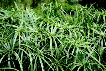 Fototapeta na wymiar beautiful papyrus plant in nature