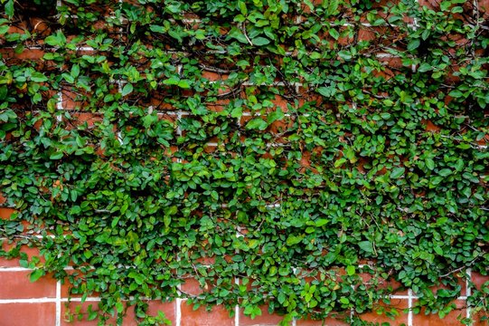 4,337 BEST Red Brick Wall Vines IMAGES, STOCK PHOTOS & VECTORS | Adobe ...