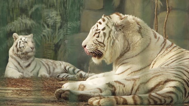 bengal white tiger licks against another tiger (panthera tigris bengalensis)