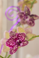 retty Blooming Purple Orchid flower - Image.