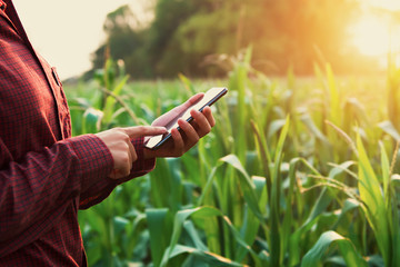 woman farmer using technology mobile in corn field