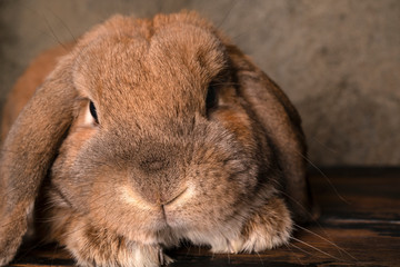 Easters dwarf rabbit breed sheep lies on the parquet. Textured background. The ginger rabbit is looking at the camera.