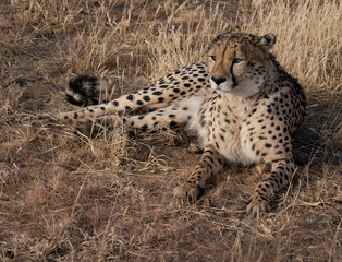 Adult cheetah lies down in dry grass