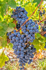 Cabernet Sauvignon grapes on the vine