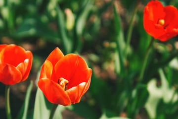 Obraz premium Spring red tulips