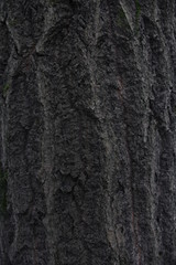 tree bark