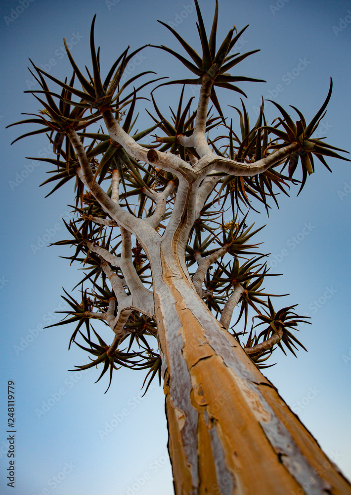 Canvas Prints quivertrees are unique to namibiaq