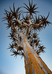 Quivertrees are unique to Namibiaq