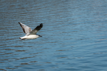 Vol de mouette