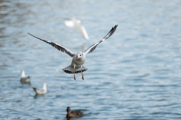 Vol de mouette
