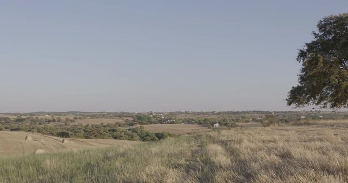 Panoramic shot of a landscape in a summer day - in the end it focuses on a single oak tree.