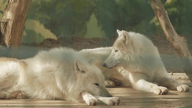 a pair of polar wolves lying on a wooden floor (canis lupus tundrarum)