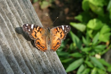 Royal monarch