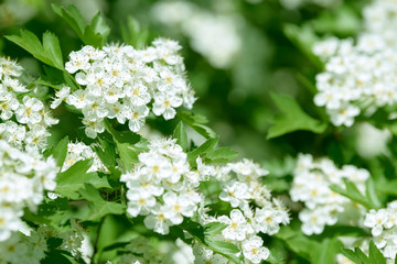 White flowers, leaves and branches of spring hawthorn. Blooming wild hawthorn bush. Medicinal plant.