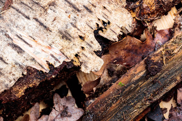 Detailed bark