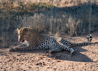 Leopard lying down in the dirt