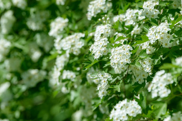 White flowers, leaves and branches of spring hawthorn. Blooming wild hawthorn bush. Medicinal plant.