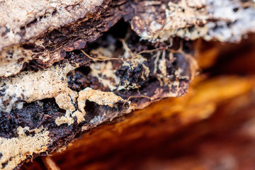 Detailed bark