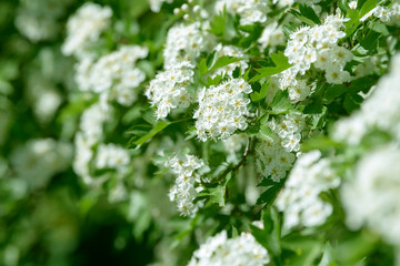 White flowers, leaves and branches of spring hawthorn. Blooming wild hawthorn bush. Medicinal plant.