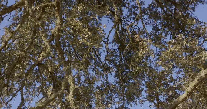Panoramic close-up shot of an oak tree branches.