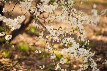 Blossom tree over nature background/ Spring flowers/Spring Background