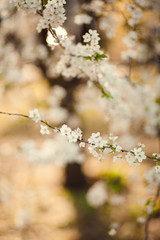Naklejka premium Blossom tree over nature background/ Spring flowers/Spring Background