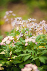 Blossom tree over nature background/ Spring flowers/Spring Background