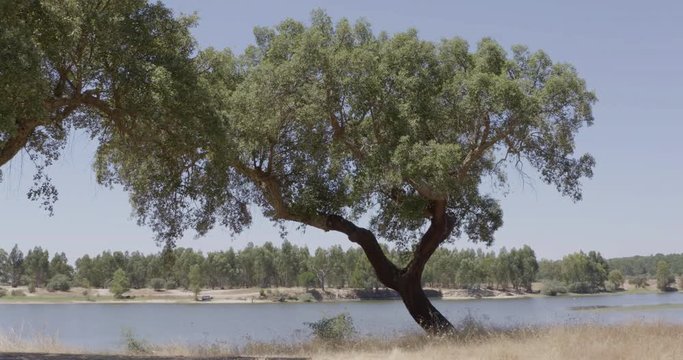 Panoramic shot of an oak tree by the river, in a summer day.