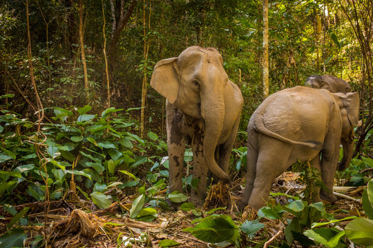Two asian elephants trampling through the Thai jungle