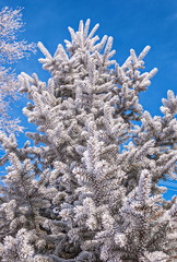 The branches of blue spruce are covered with silver frost