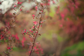Blossom tree over nature background/ Spring flowers/Spring Background