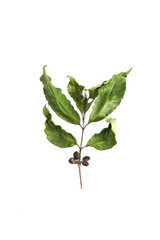 Fototapeta premium Dry leaf coffee Close up