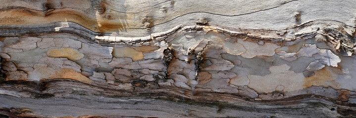 old wood texture of bark of a tree