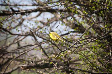 Beautiful yellow bird in nature