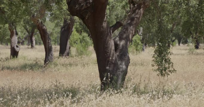 4k shot of an oak tree field, in a summer day - focused on the trunk of the trees.