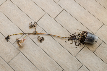 Overturned pot with orchid flower on the floor
