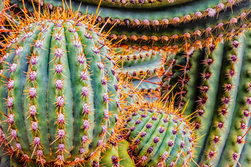 Argentine saguaro cactus