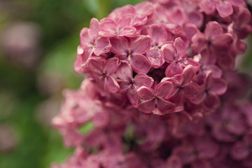 Spring branch of blossoming lilac