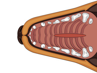 Cleft lip, cleft palate and wolf palate there is a dog. the upper jaw of a labrador anatomy. Raster veterinary medicine © toricheks