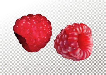 Vector illustration of ripe realistic raspberry on transparent background.