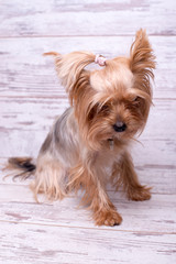 Dog breed Yorkshire terrier on a white wooden background. A small dog.