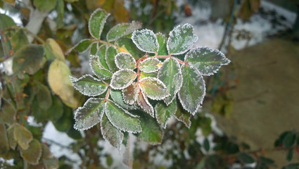green rose branches covered with morning frost