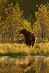 Obraz na płótnie Canvas bear with water reflection in summer