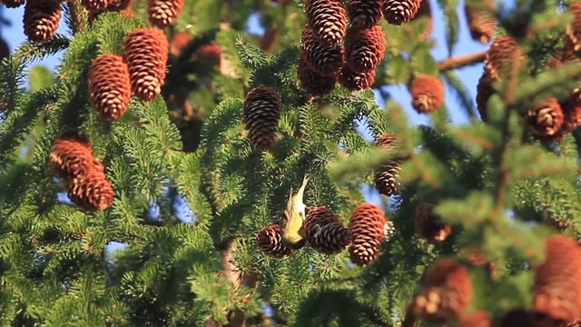 Eurasian siskin eat up pine cones