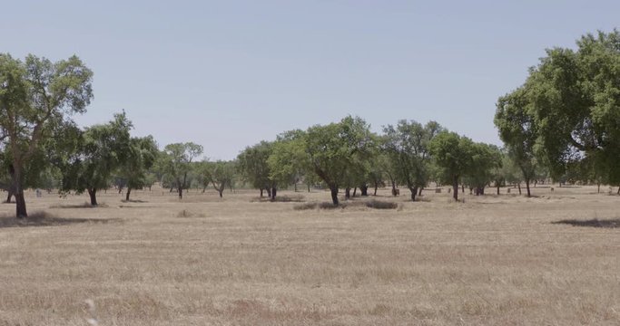 Panoramic shot of an oak tree field, in a summer day.