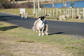 Sheep shedding it wool coat