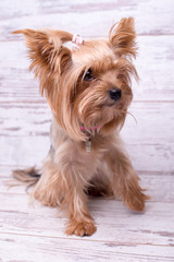 Dog breed Yorkshire terrier on a white wooden background. A small dog.