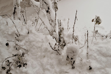 the snow covered all the plants in the garden