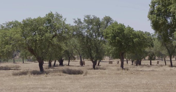 Panoramic shot of an oak tree field, in a summer day.